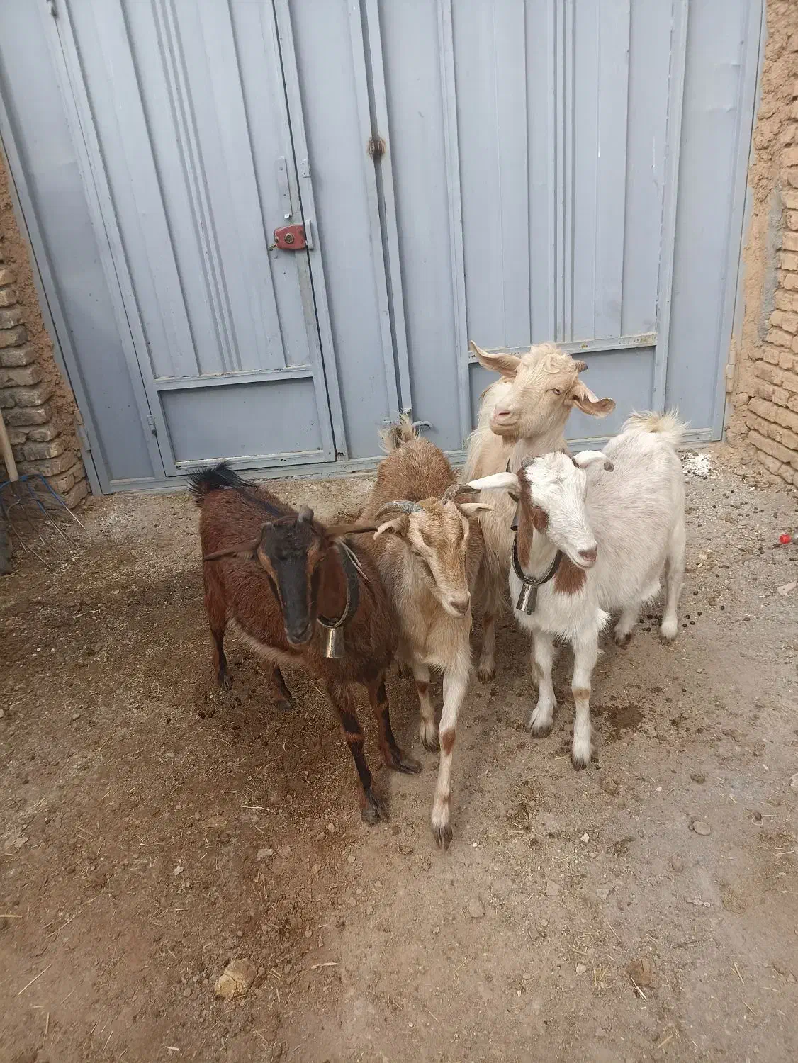 بز ابستن|حیوانات مزرعه|عسگران, |دیوار