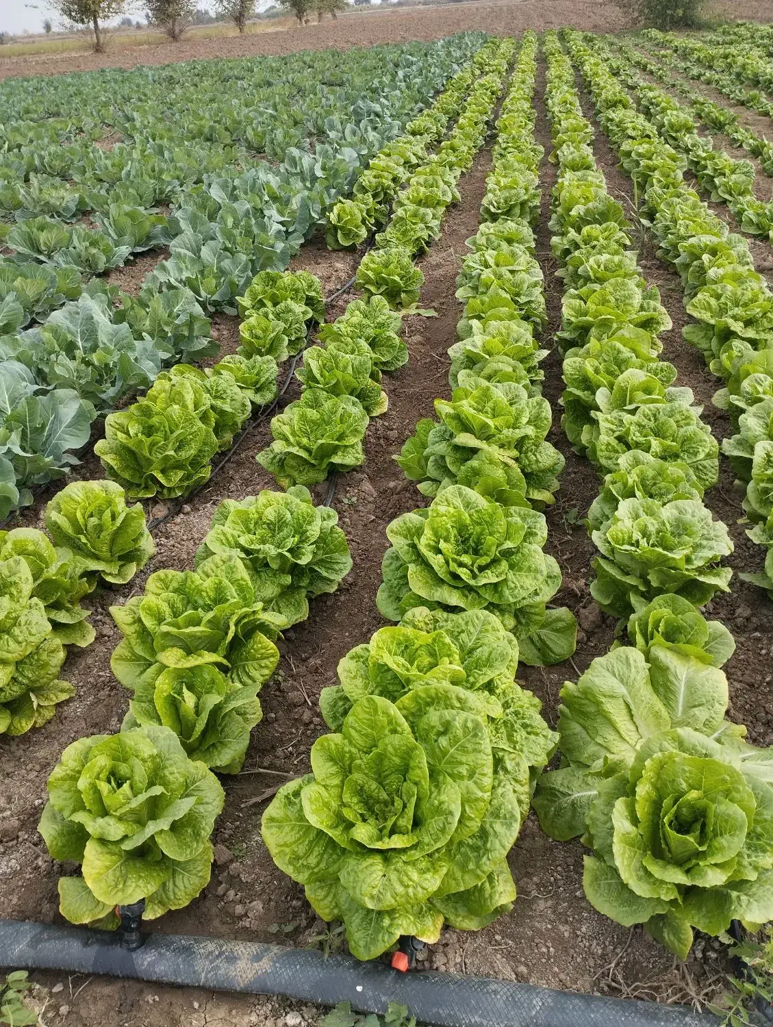 کاهوروغنی تازهچین|خوردنی و آشامیدنی|خان ببین, |دیوار