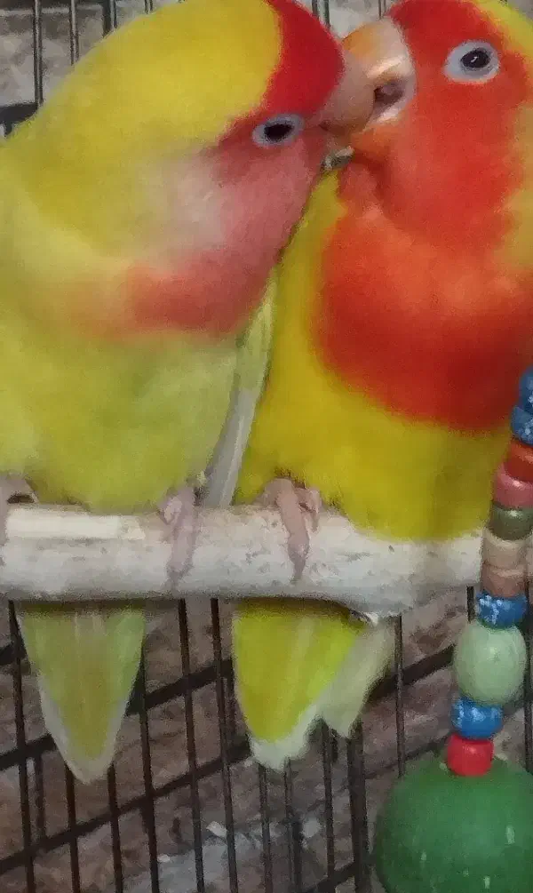 جفت طوطی برزیلی مولد قطعه دار|پرنده|خوی, |دیوار