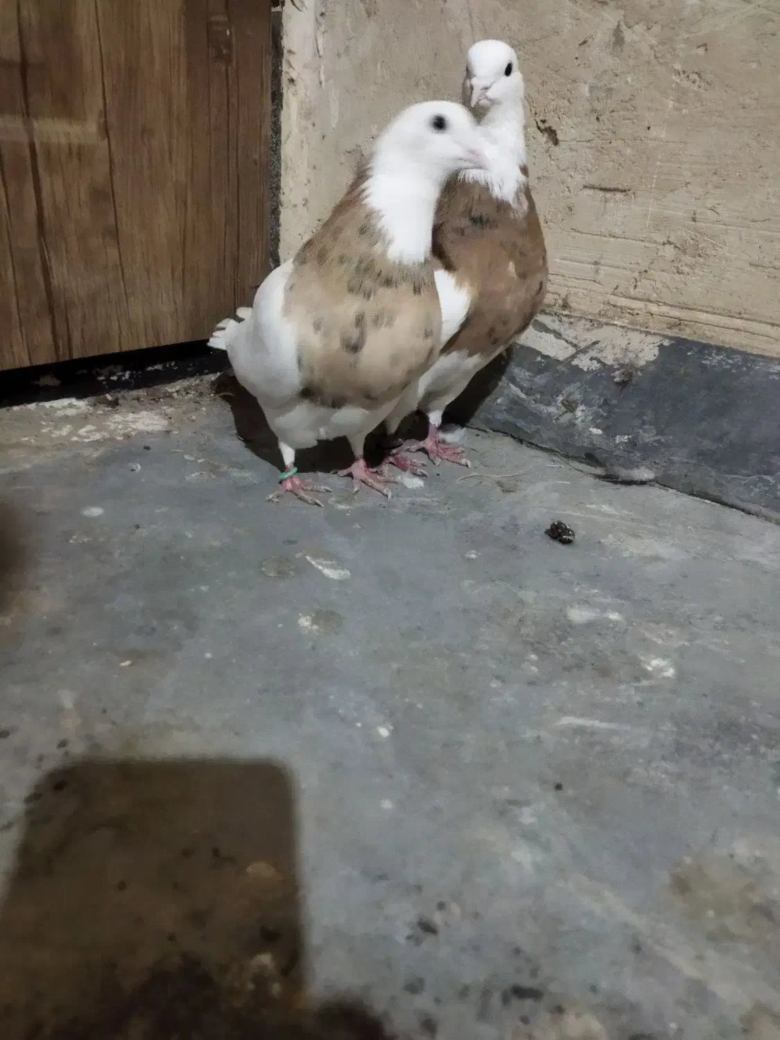 طوقی زرد خال سیاه|پرنده|رزن, |دیوار