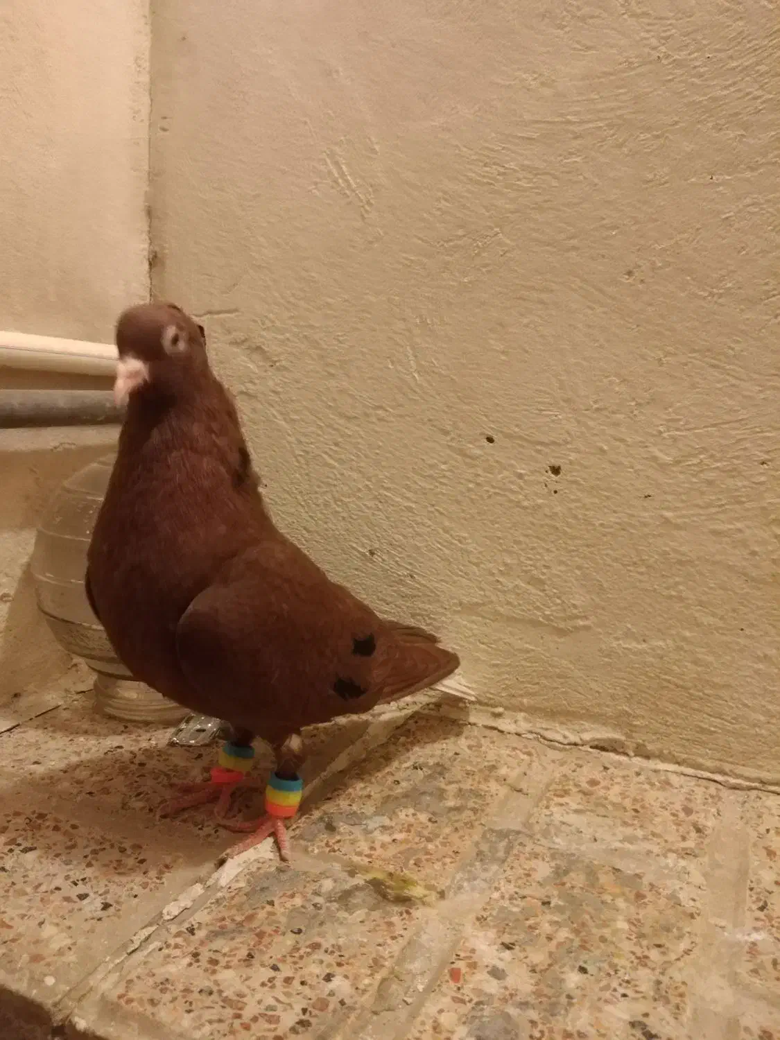 پرنده|پرنده|مشهد, مقدم|دیوار