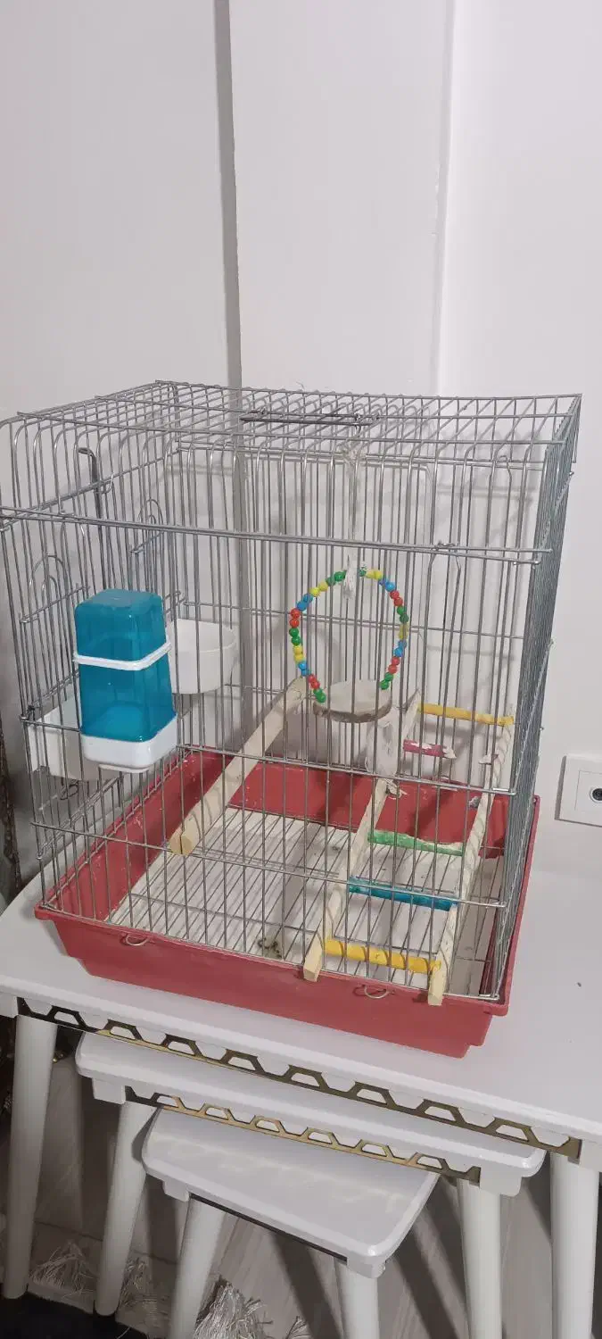 قفس عروس هلندی|لوازم جانبی حیوانات|نسیم‌شهر, |دیوار