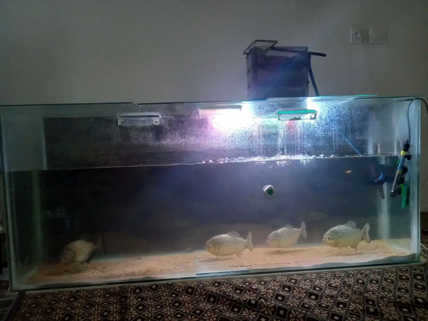 آکواریوم ماهی|ماهی|مشهد, تلگرد|دیوار