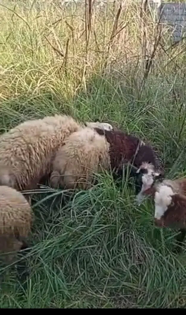 فروش تک و عمده گوسفندوبره زنده|حیوانات مزرعه|نوشهر, |دیوار