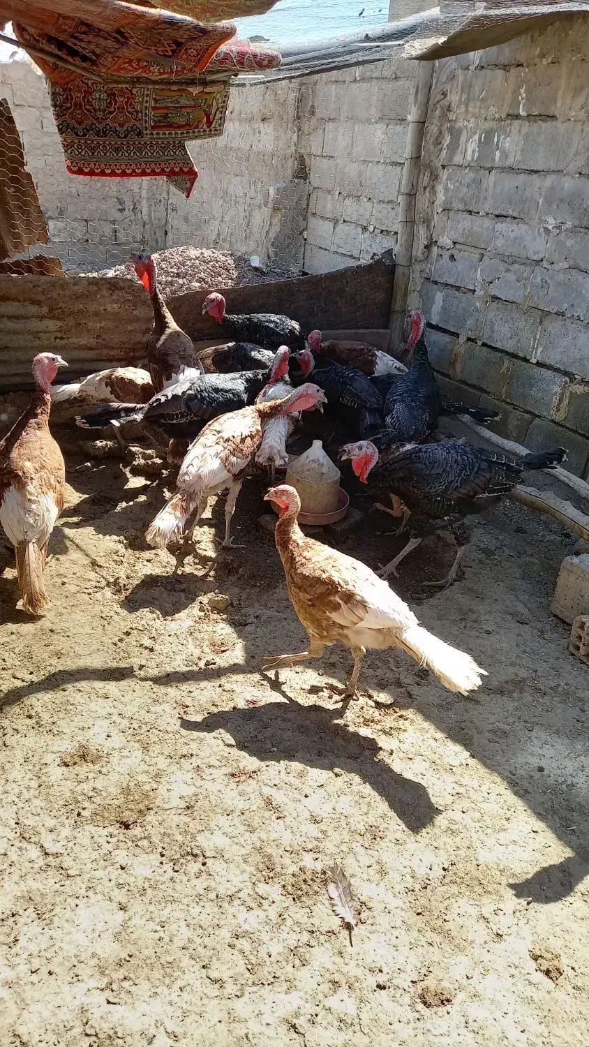 بوقلمون|حیوانات مزرعه|کرمانشاه, |دیوار