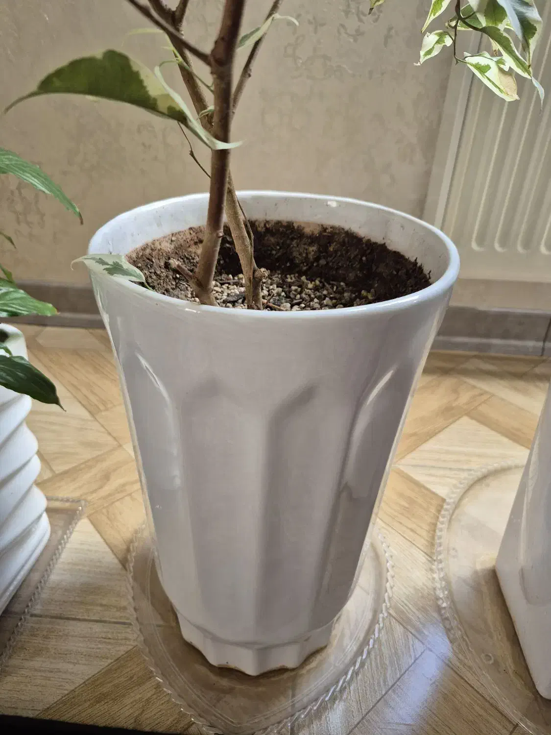 گل دان چینی|گل و گیاه طبیعی|محمدشهر, همایون ویلا|دیوار