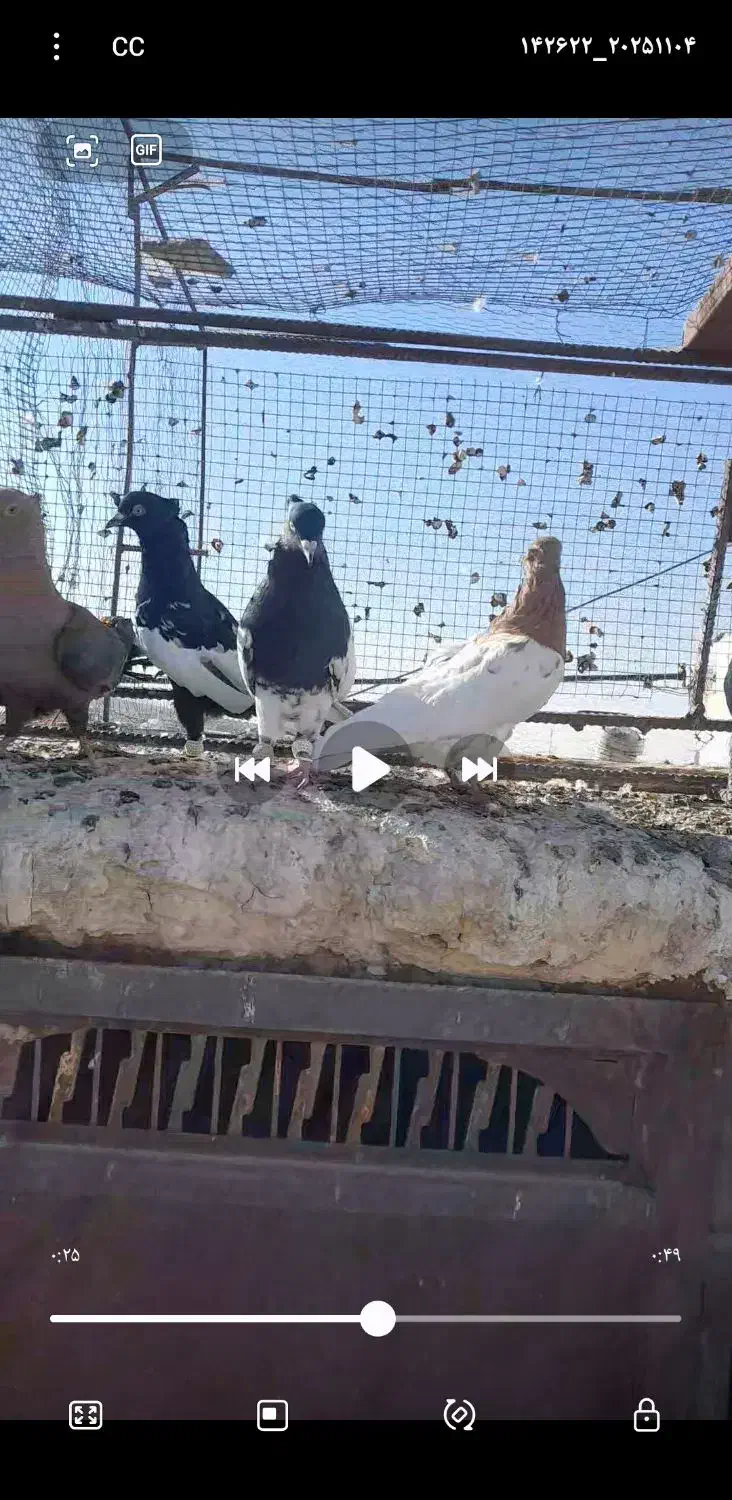 16عددکفتر بهبهونی هوایی|پرنده|رونیز, |دیوار