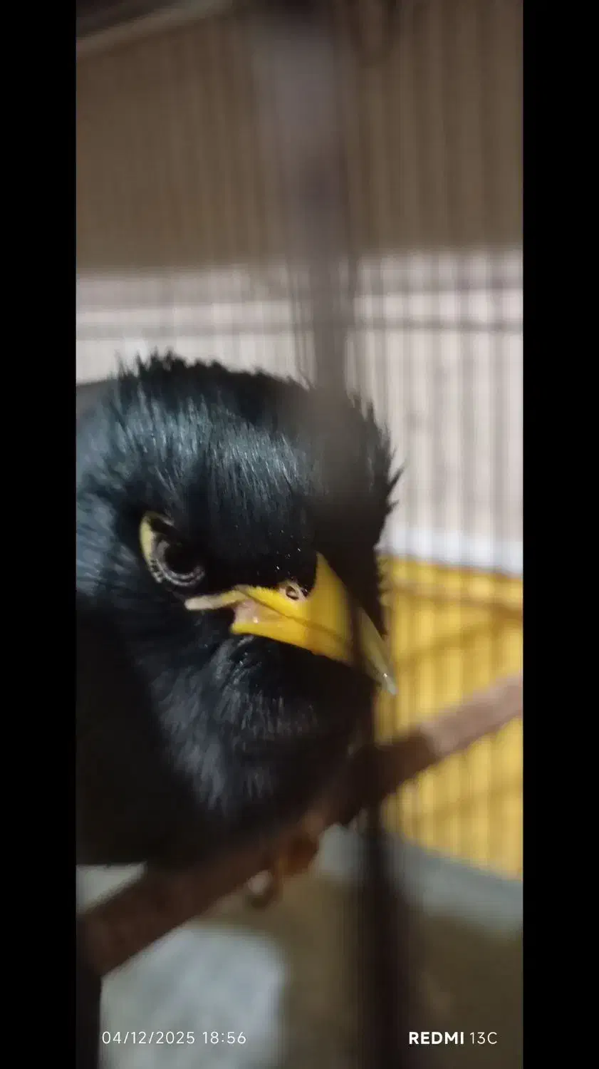 مرغ مینا نر افغان|پرنده|کرمانشاه, |دیوار