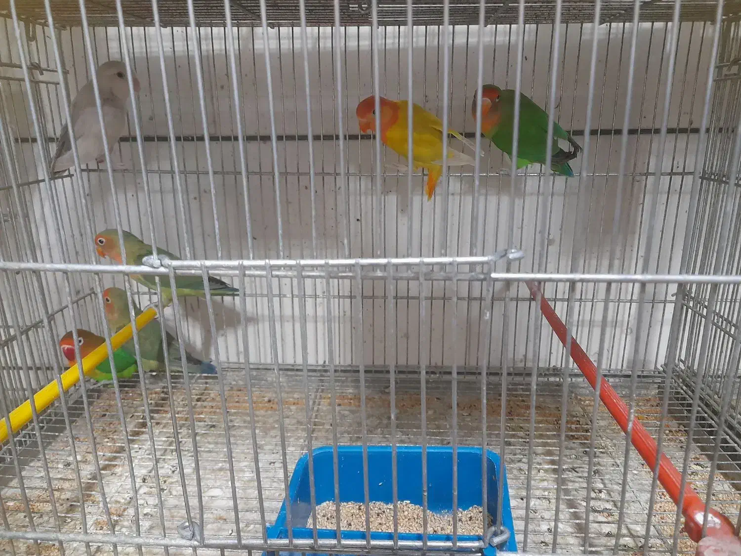 .کوتوله برزیلی سالم و سرحال.|پرنده|لنجان, |دیوار