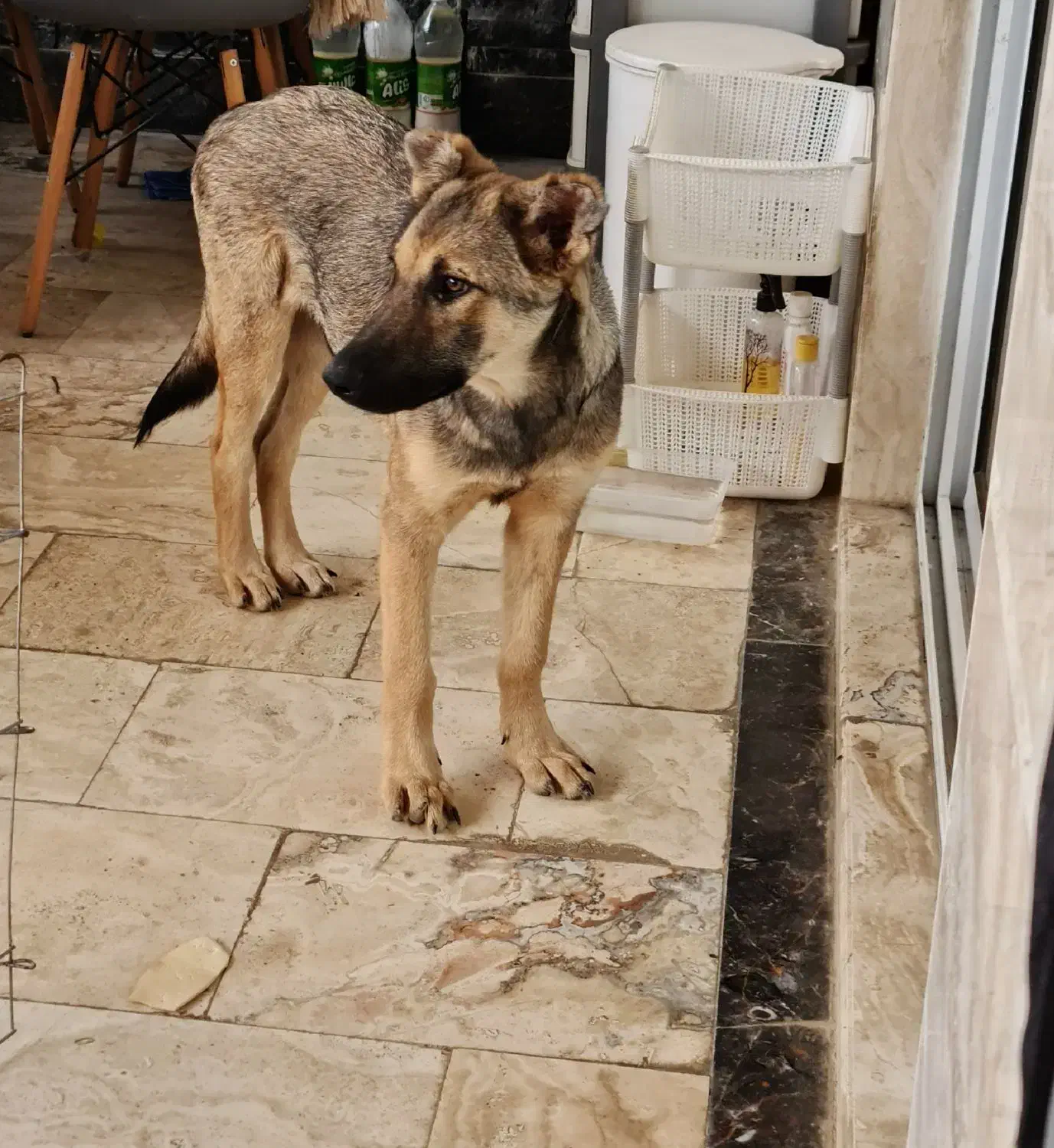 واگداری فوری سگ بومی|سگ|آمل, |دیوار