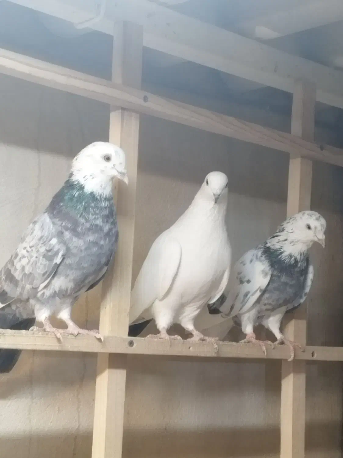 کفترپرشی|پرنده|محمدشهر, زیبادشت|دیوار