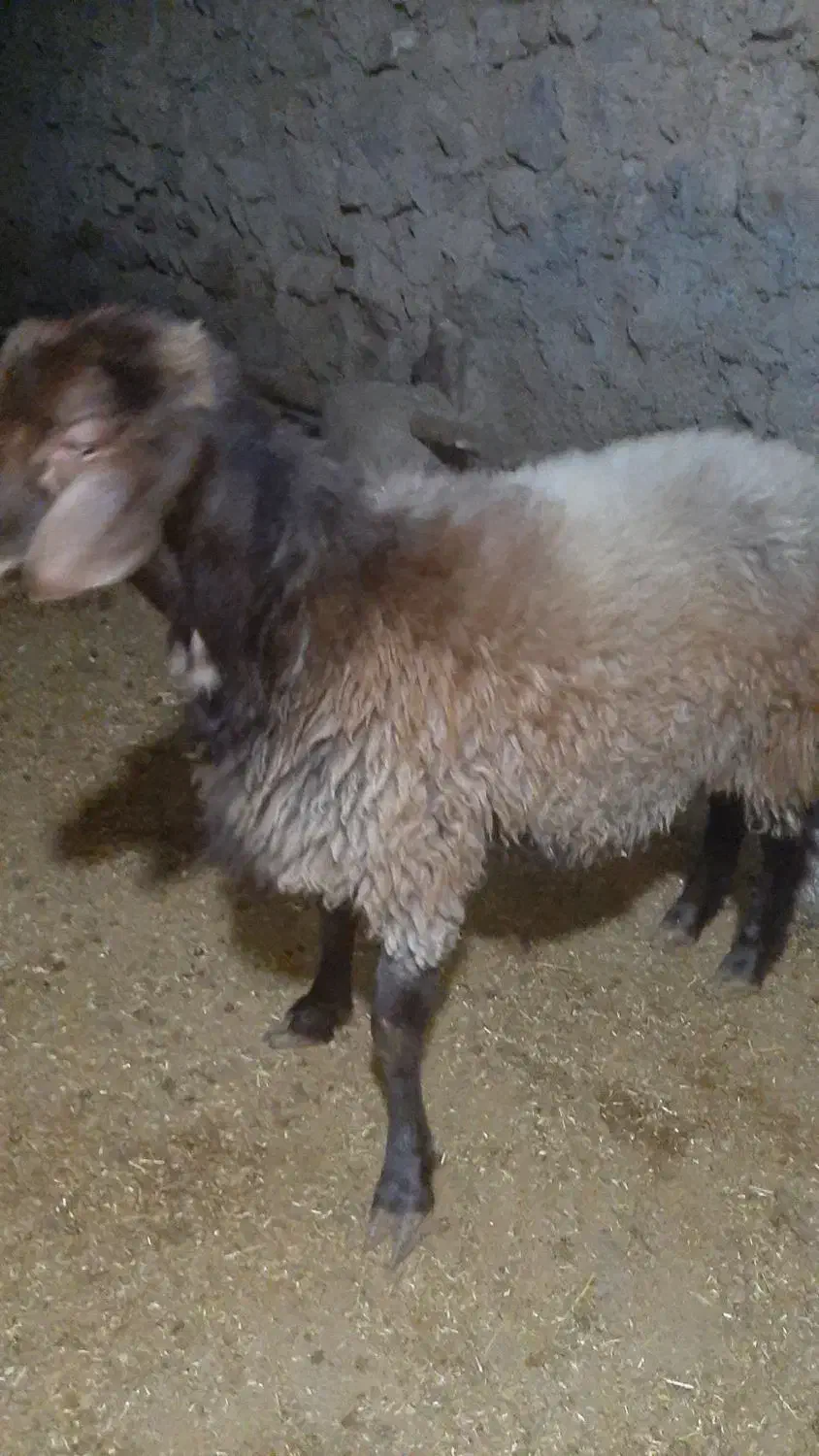 بره قوچ هترو|حیوانات مزرعه|مشهد, عامل|دیوار