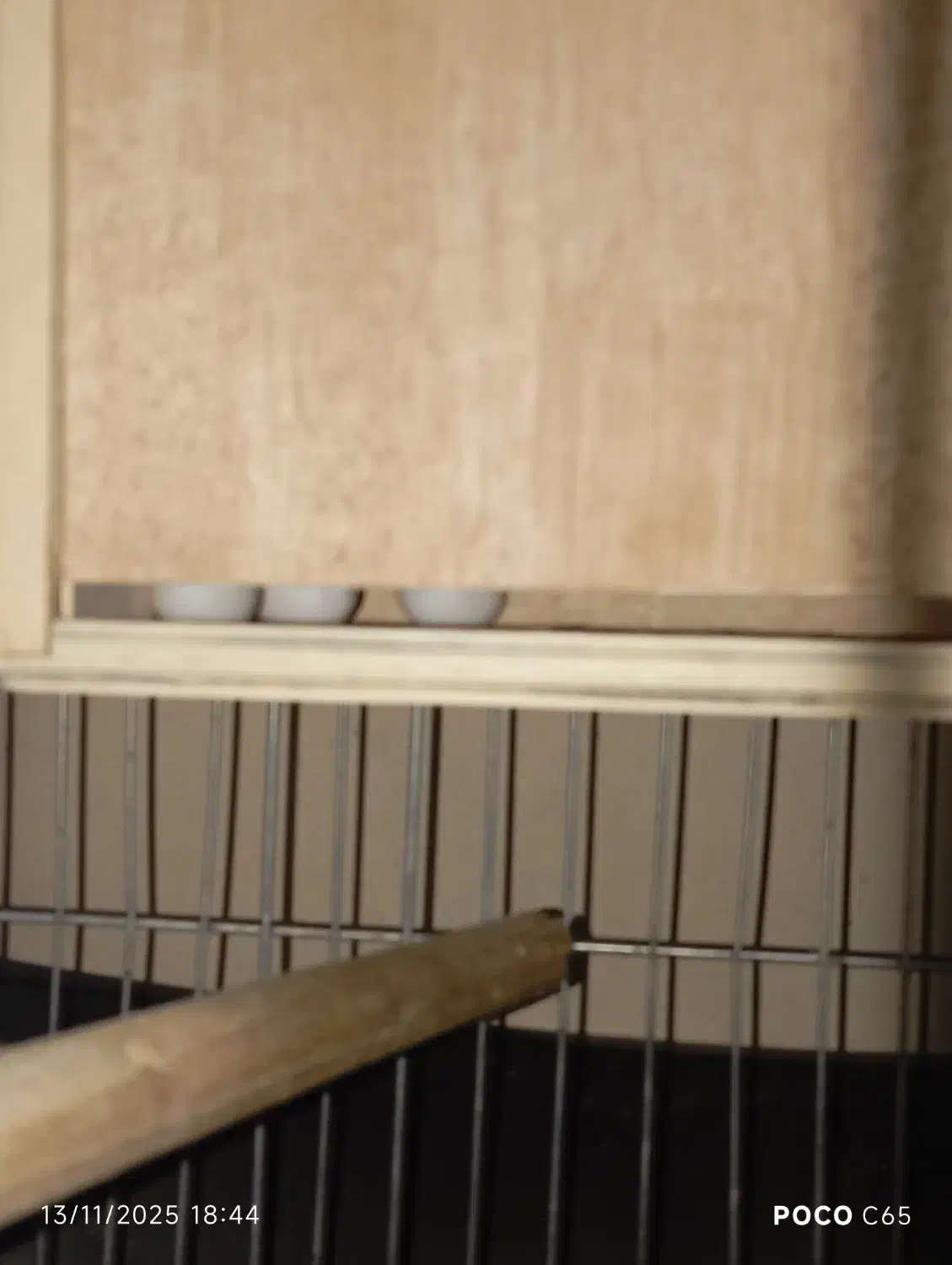 پرنده عروس هلندی جفت|پرنده|نسیم‌شهر, |دیوار