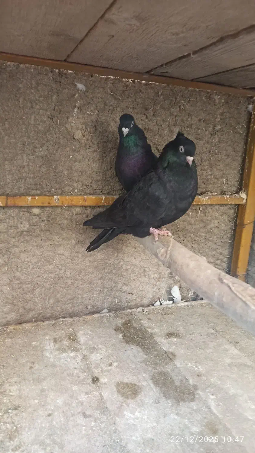 زاغ|پرنده|اصفهان, دارک|دیوار