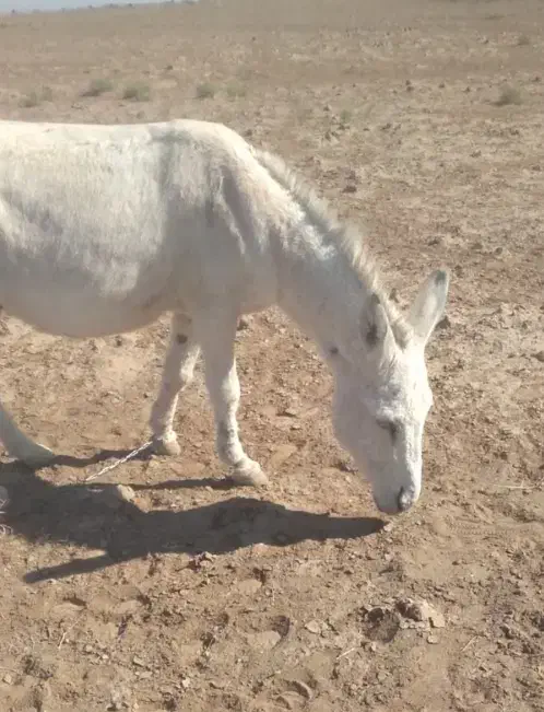 خر گله|حیوانات مزرعه|سبزوار, رباط|دیوار