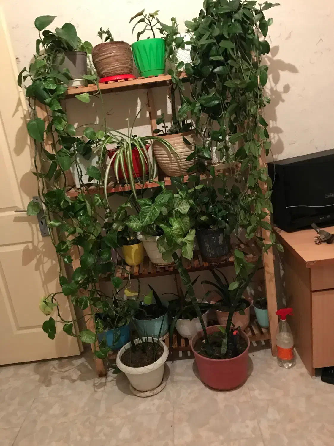 ۲۰عدد گل به همراه استند نگهدارنده|گل و گیاه طبیعی|سهند, |دیوار