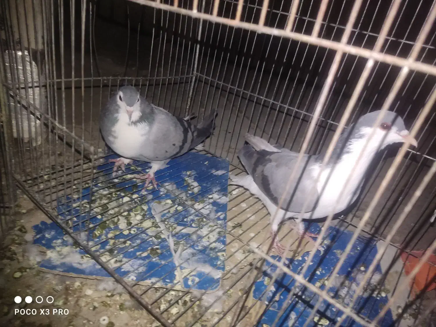 کفتر دمگیر ماده، قزوینی، بدرنگ ،زیل نر|پرنده|فولادشهر, C1|دیوار