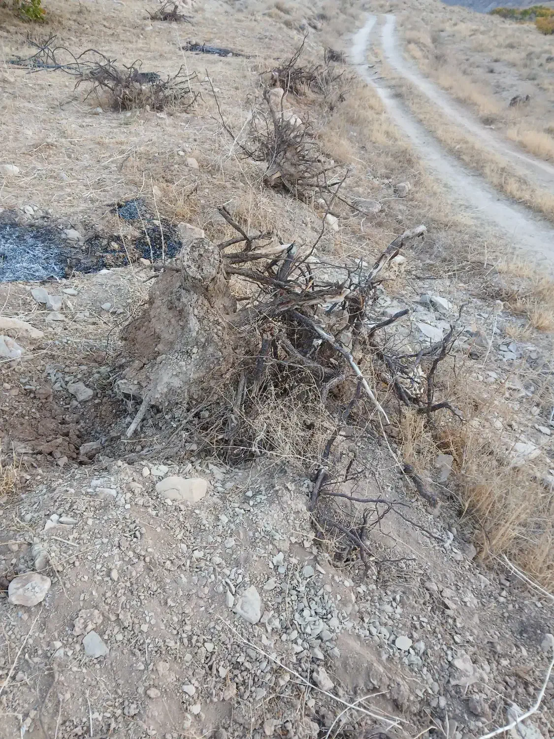 چوب|مصالح و تجهیزات ساختمان|بروجن, |دیوار