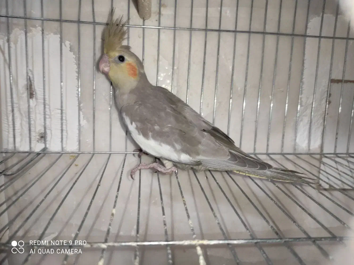 عروس هلندی|پرنده|کرمان, |دیوار