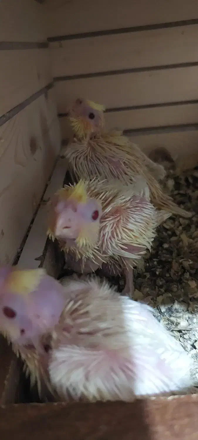 فروش جوجه عروس هلندی|پرنده|آبپخش, |دیوار