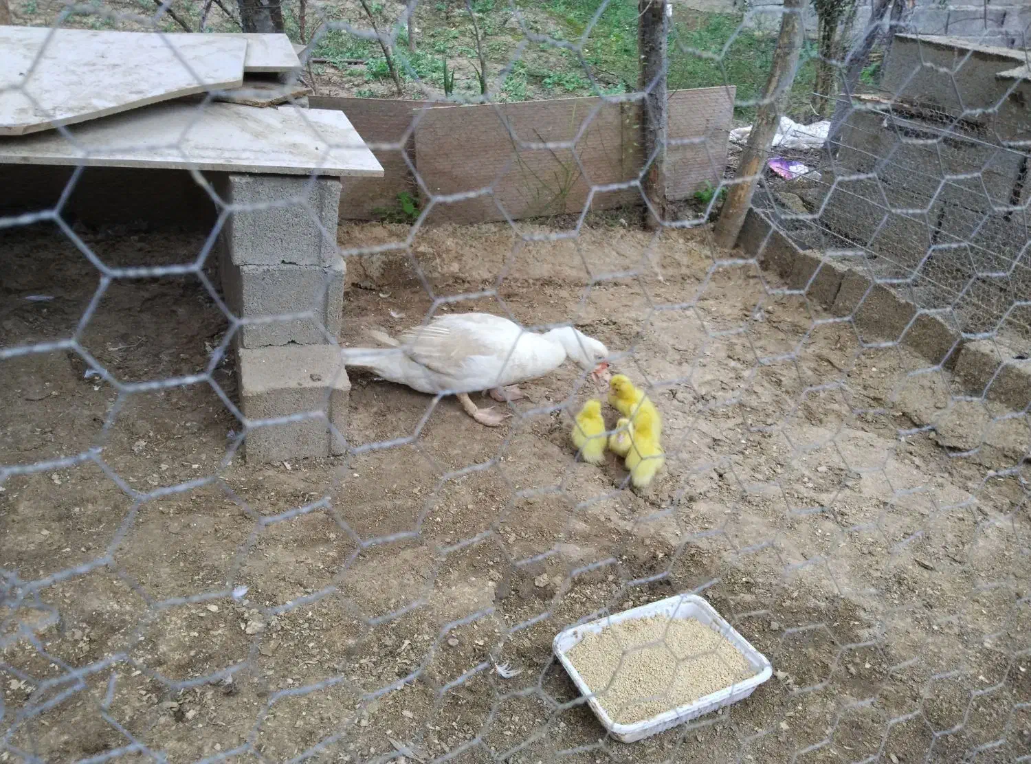 مادر و  ۵ تا  جوجه اردک  خارجی|حیوانات مزرعه|نکا, |دیوار