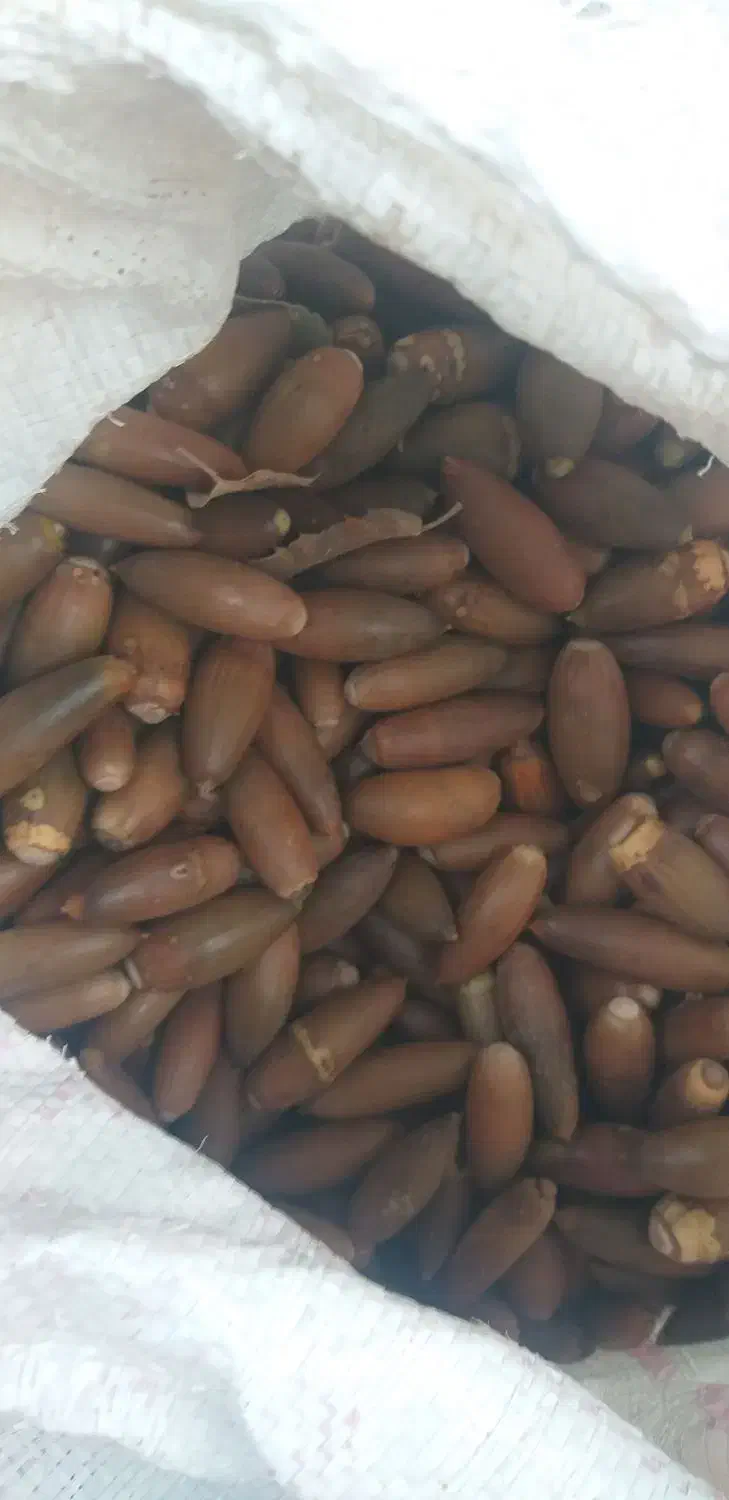 بلوط|خدمات باغبانی و درختکاری|شهرکرد, |دیوار