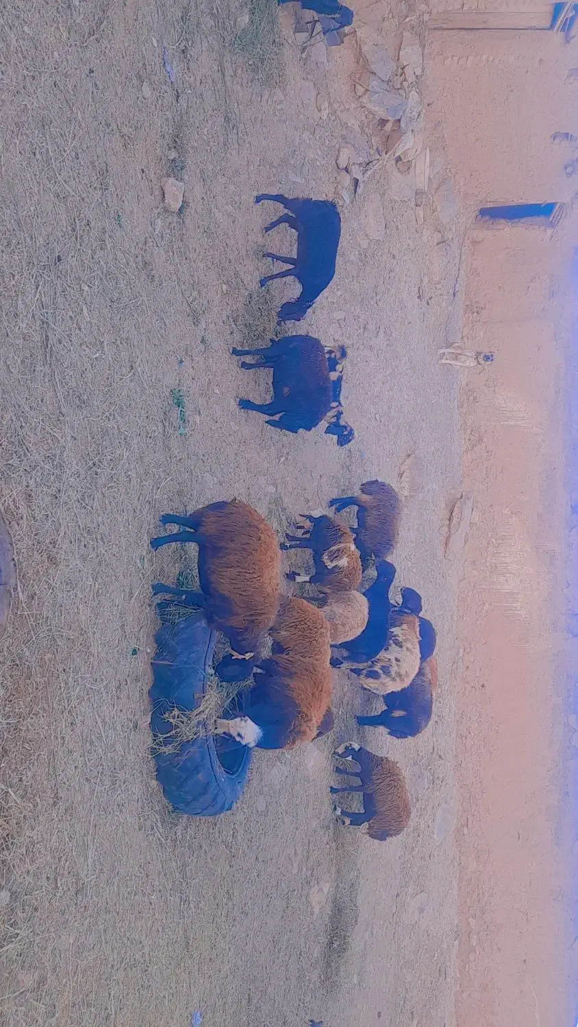 ۸ راس میش آبستن شیره دار وبی شیره|حیوانات مزرعه|تربت‌حیدریه, ابوذر|دیوار