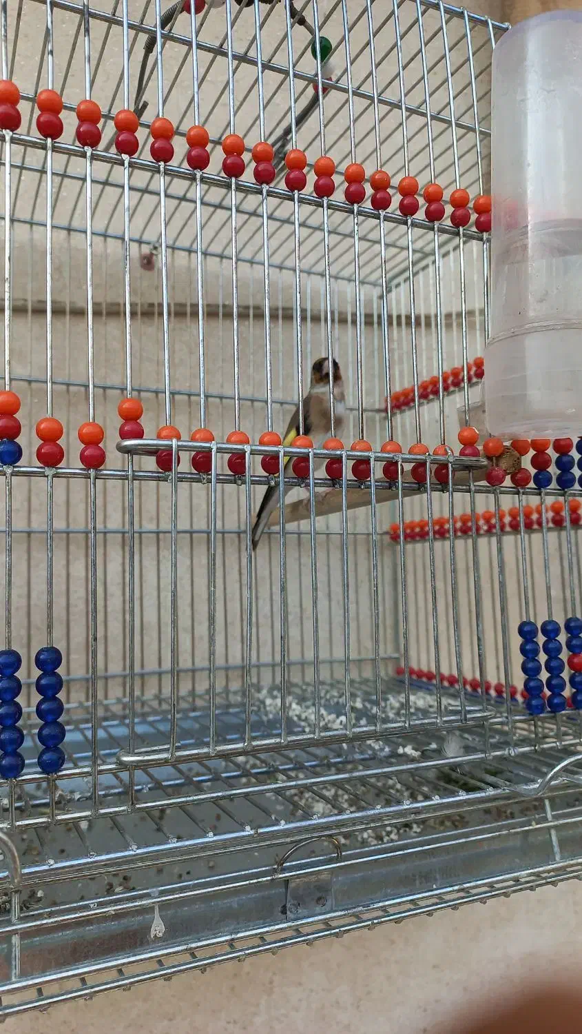 جوجه امسال|پرنده|اندیمشک, |دیوار