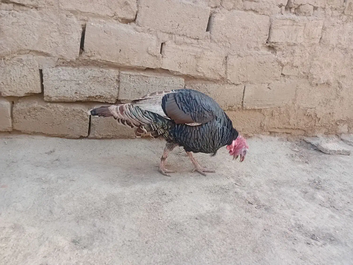 بوقلمون نروماده|حیوانات مزرعه|گنبد کاووس, |دیوار