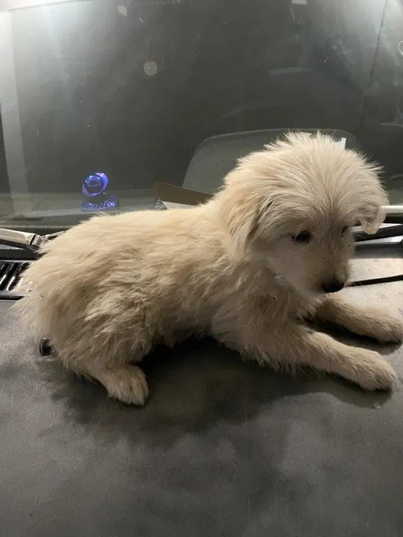 سگ خونگی|سگ|قرچک, مجتمع مسکونی طبیعت|دیوار