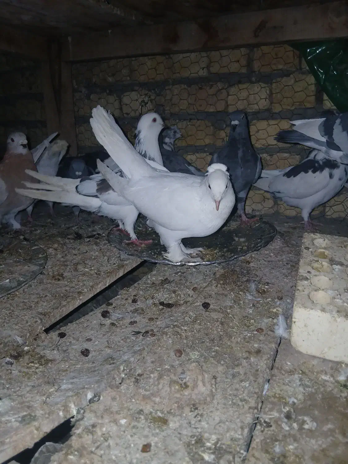 کفتر سالم و خونگی|پرنده|شهرضا, |دیوار