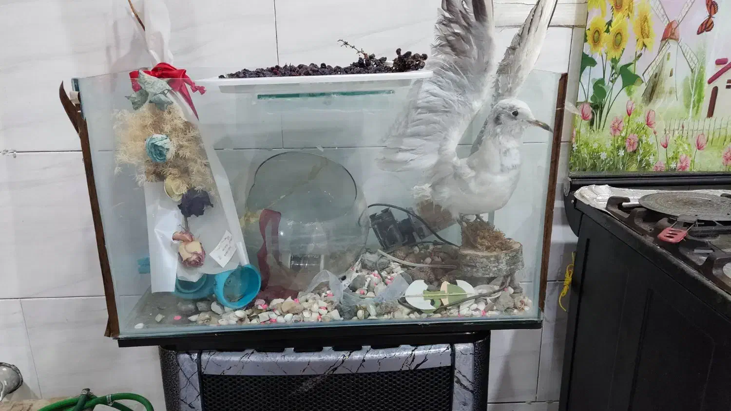 آکواریوم|ماهی|گناباد, |دیوار