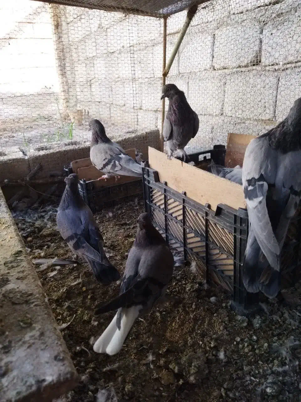 کبوتر برجی مفلق اصفهانی|پرنده|عسگران, |دیوار