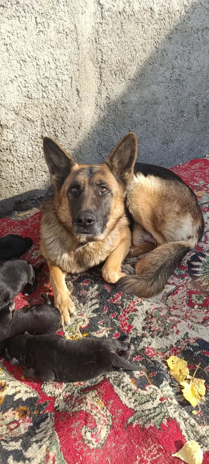 توله سگ ژرمن،پدر مادر وارداتی|سگ|آبیک, |دیوار