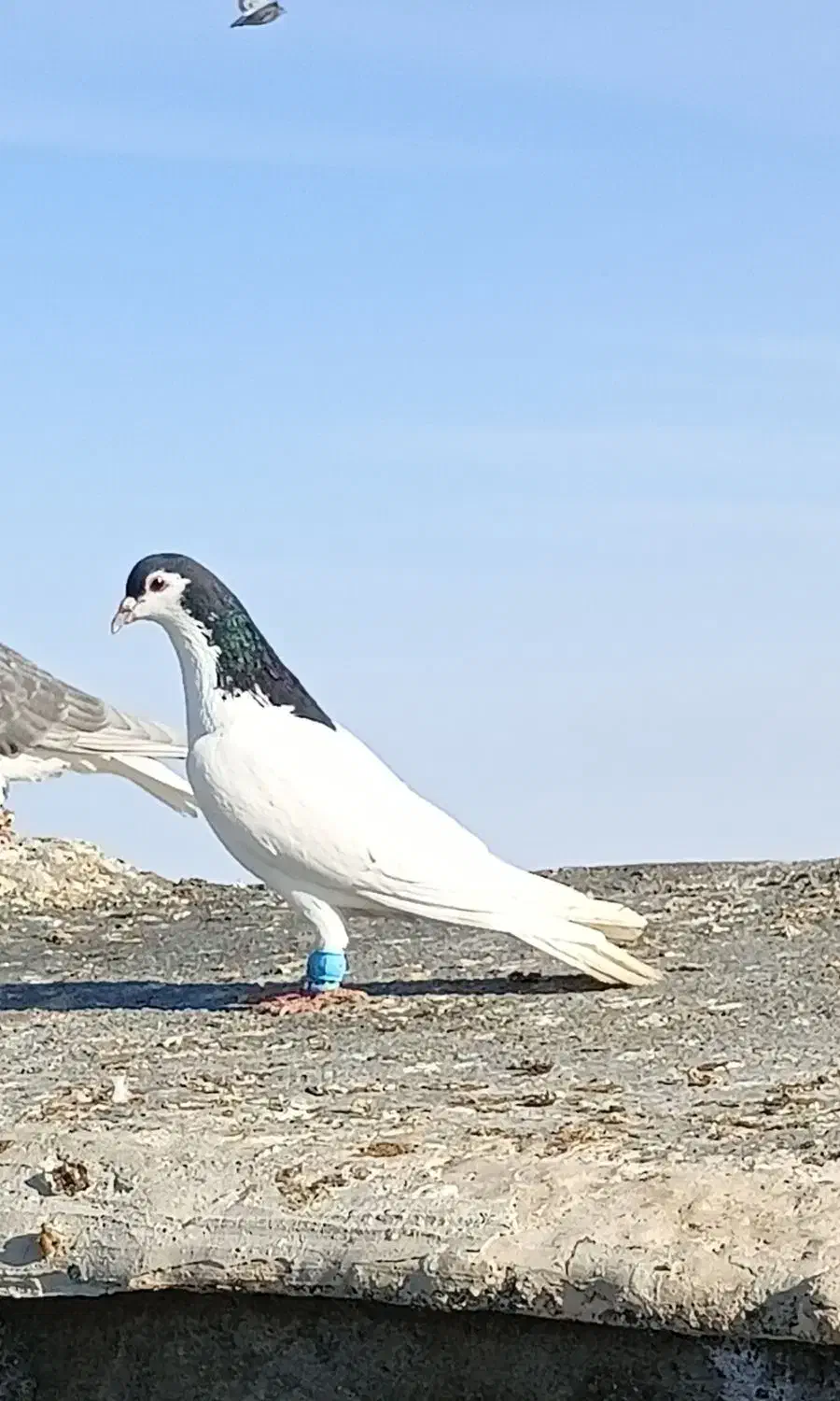 خال|پرنده|تربت جام, میان جام|دیوار