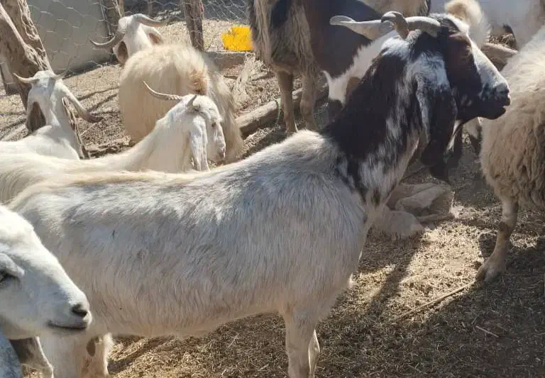 فروش یک بزغاله دوقلو زا ب همراه دوتا کره ویک نر|حیوانات مزرعه|ارزوئیه, |دیوار