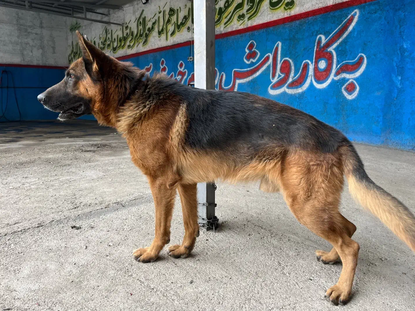 سگ ژرمن|سگ|قزوین, |دیوار