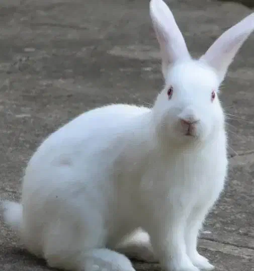 خرگوش|موش و خرگوش|سیرجان, |دیوار