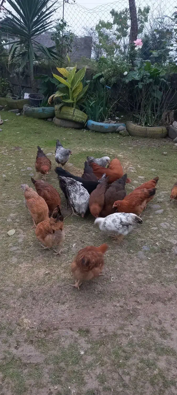 ** نیمچه مرغ وخروس گلپایگانی.|حیوانات مزرعه|رودسر, |دیوار