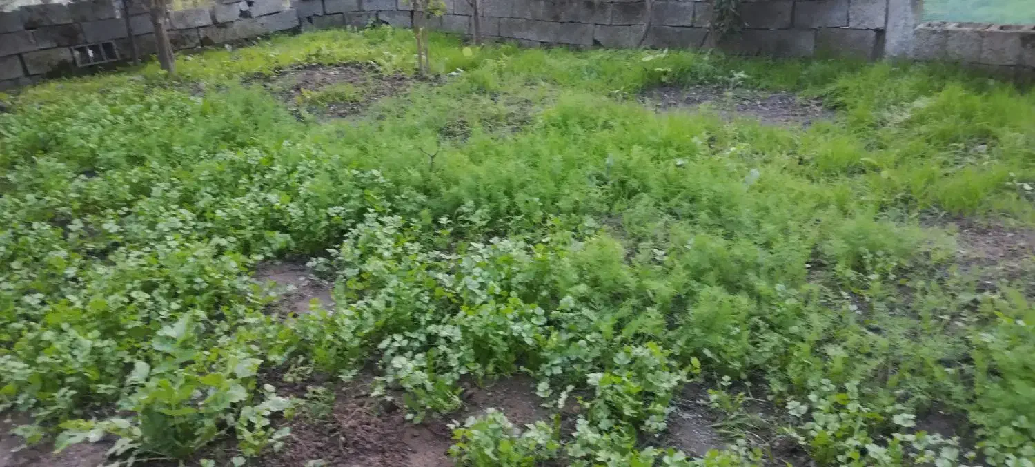 خدمات سبزی خورشتی آشی وپیاز سرخ شده|خوردنی و آشامیدنی|رشت, بلوار گیلان|دیوار