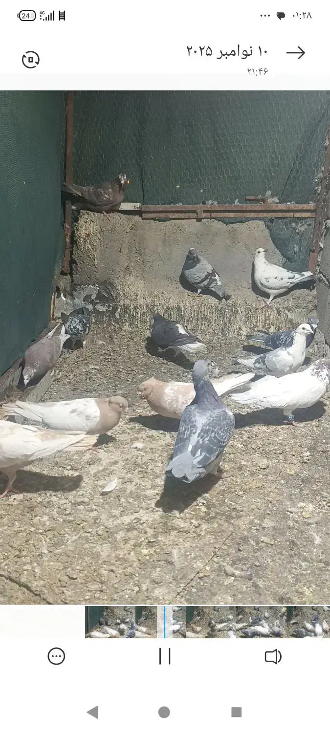 کبوتر|پرنده|بهاباد, |دیوار