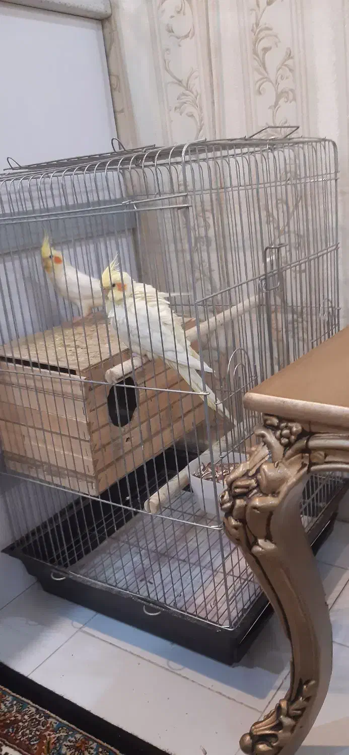 عروس هلندی نروماده|پرنده|تهران, پرستار|دیوار