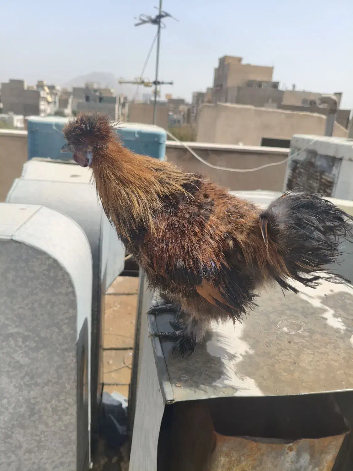 جوجه لاری|حیوانات مزرعه|ری, سیزده آبان|دیوار