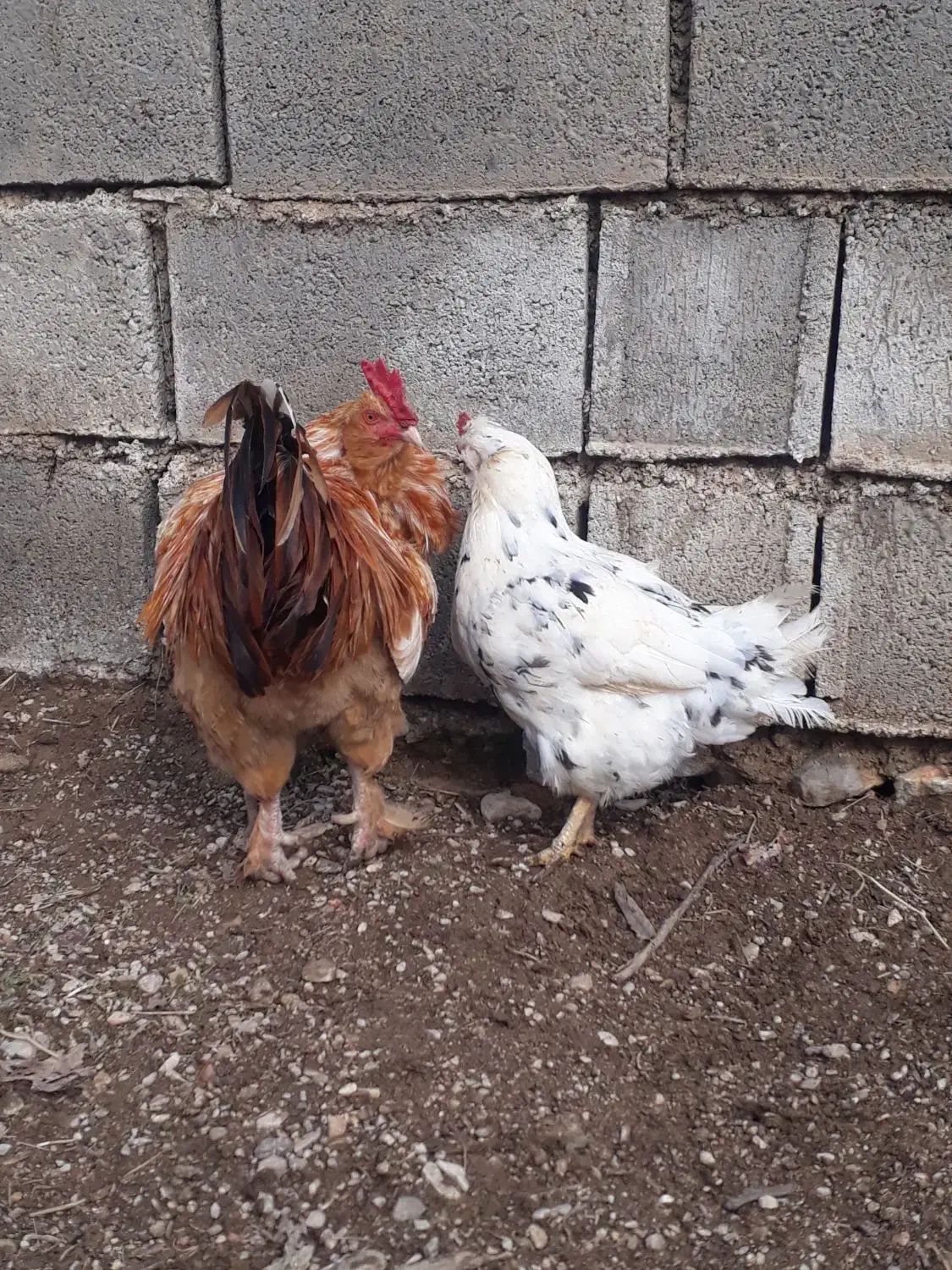 مرغ|حیوانات مزرعه|جوانرود, |دیوار