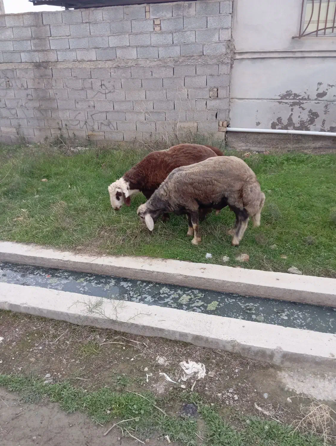 دوعددتوقلی|حیوانات مزرعه|سیمین شهر, |دیوار