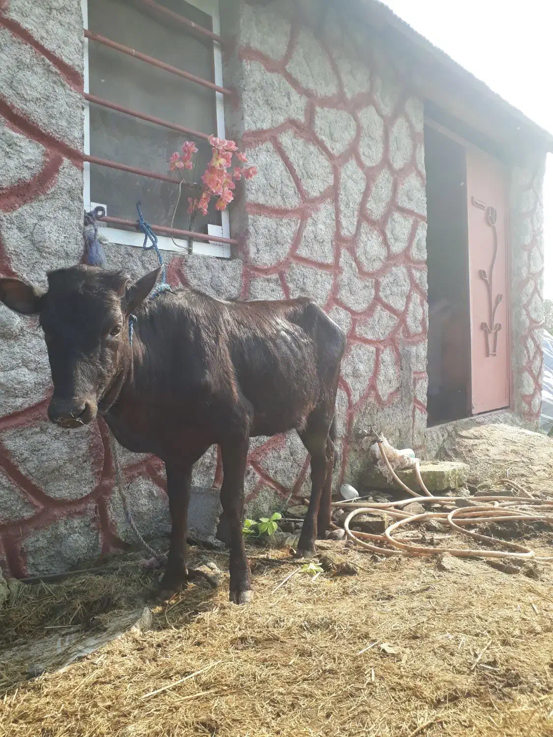 ۳راس لیشه دورگ چالوسی         گاو ورزا|حیوانات مزرعه|رشت, حومه رشت|دیوار