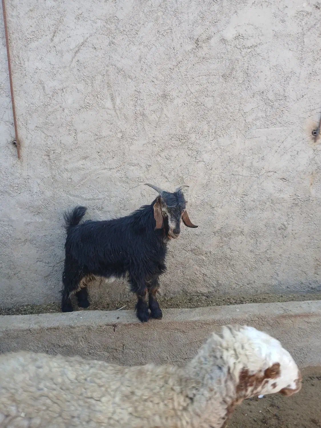 کهره|حیوانات مزرعه|مرودشت, رودبال|دیوار