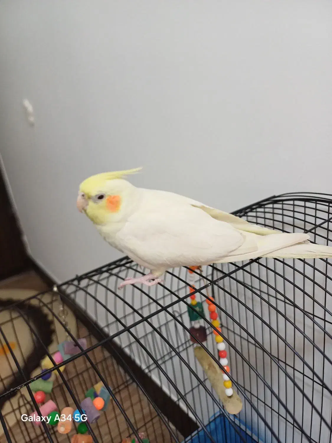 عروس هلندی|پرنده|قم, زنبیل آباد|دیوار