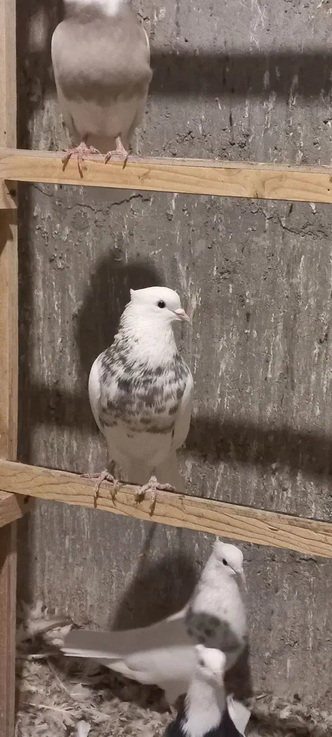 طوقی زرین شکلاتی و هفرنگ و آبی و آجری و دم سفید|پرنده|بافق, |دیوار