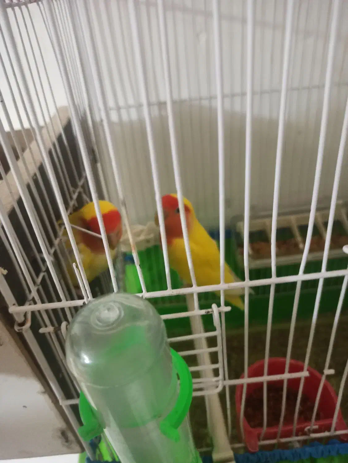 برزیلی|پرنده|پیرانشهر, |دیوار